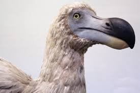 The De-Extinction of Dodos: Scientific Breakthrough or Publicity Stunt?