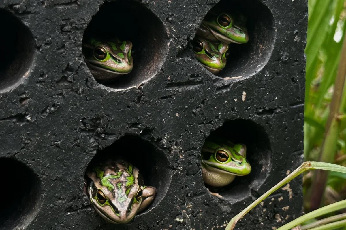 Photo by Anthony Waddle from the Macquarie University in Australia.

Image found at https://www.nationalgeographic.com/animals/article/frogs-saunas-fungus-amphibians-deadly