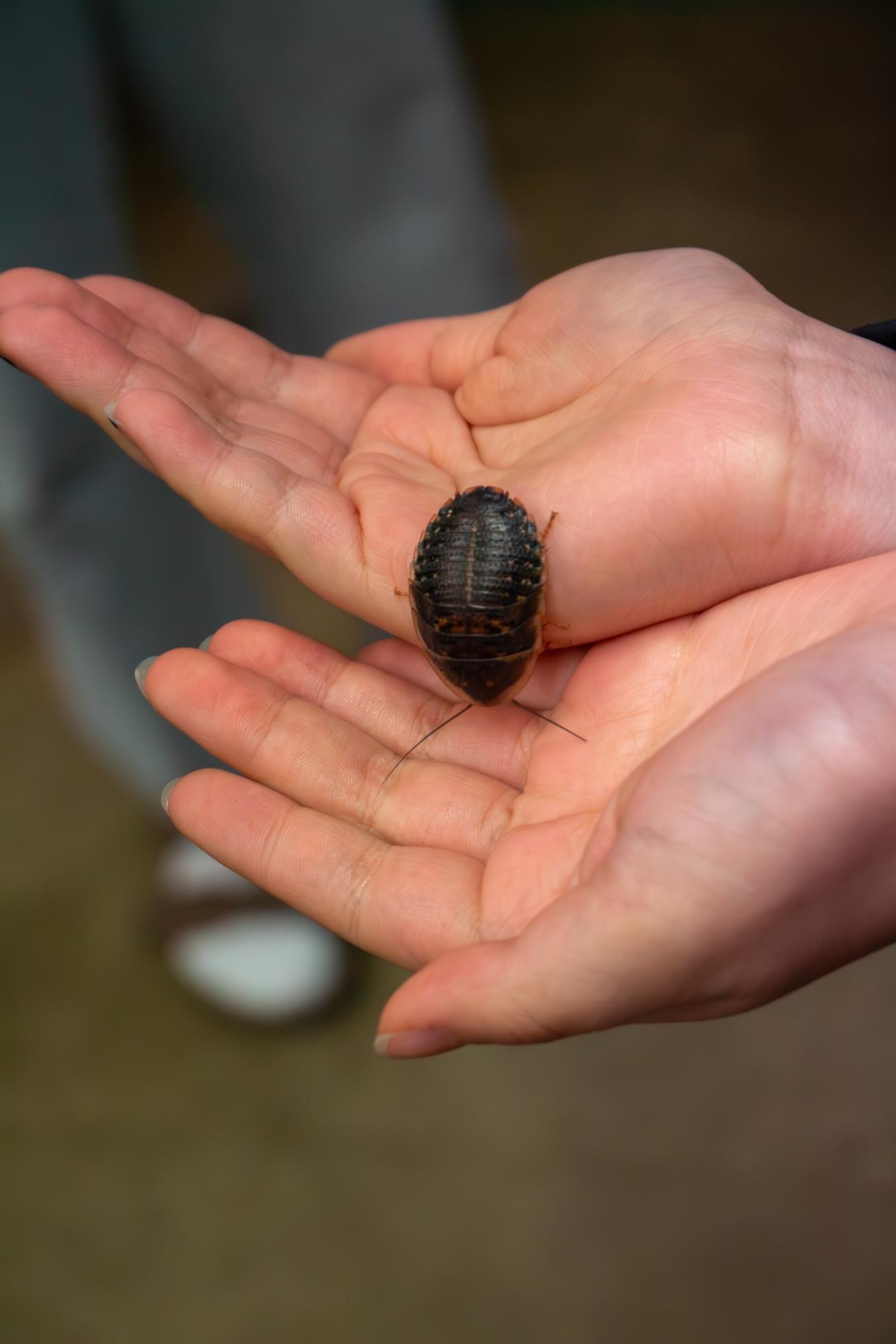 Slice of ACC: New Class Pet