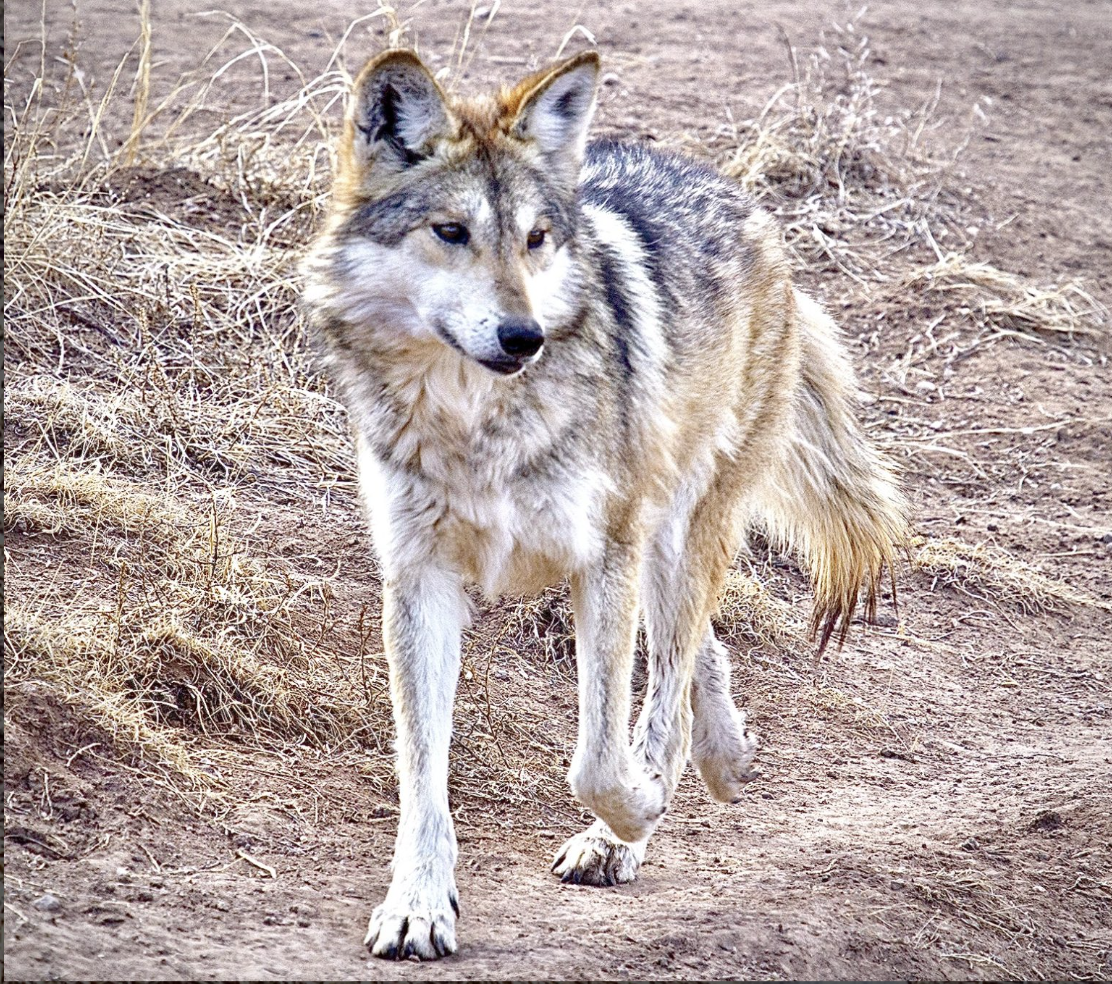 Photo from the World Animal News The link to their article is https://worldanimalnews.com/endangered-mexican-gray-wolf-named-asha-returned-to-the-wild-after-being-captured-for-wandering-past-usfws-regulated-zone-let-wolves-roam-freely/