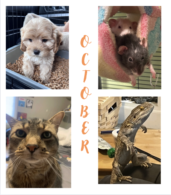 Vote for October's Pet of the Month