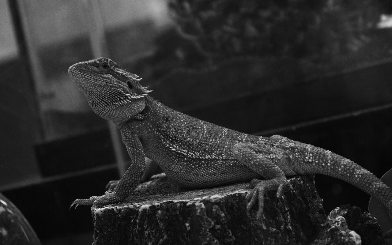 Photography II Black and White Pictures