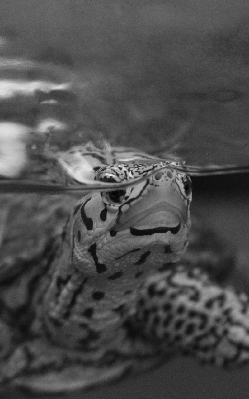 Photography II Black and White Pictures