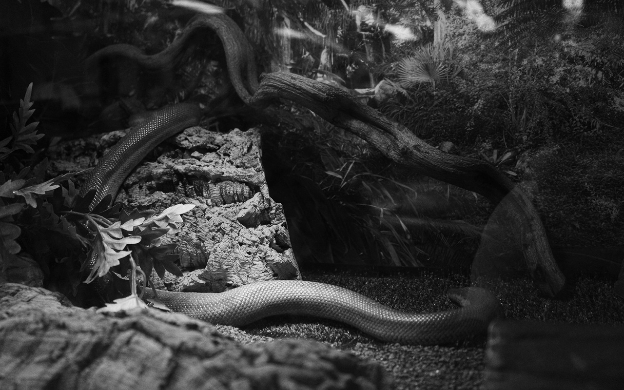 Photography II Black and White Pictures
