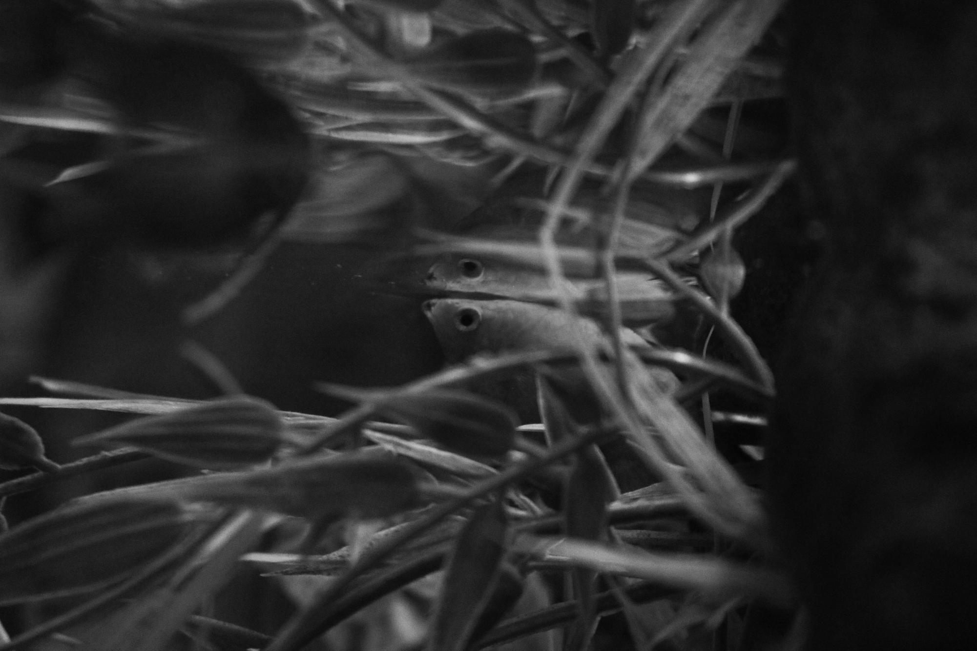 Photography II Black and White Pictures