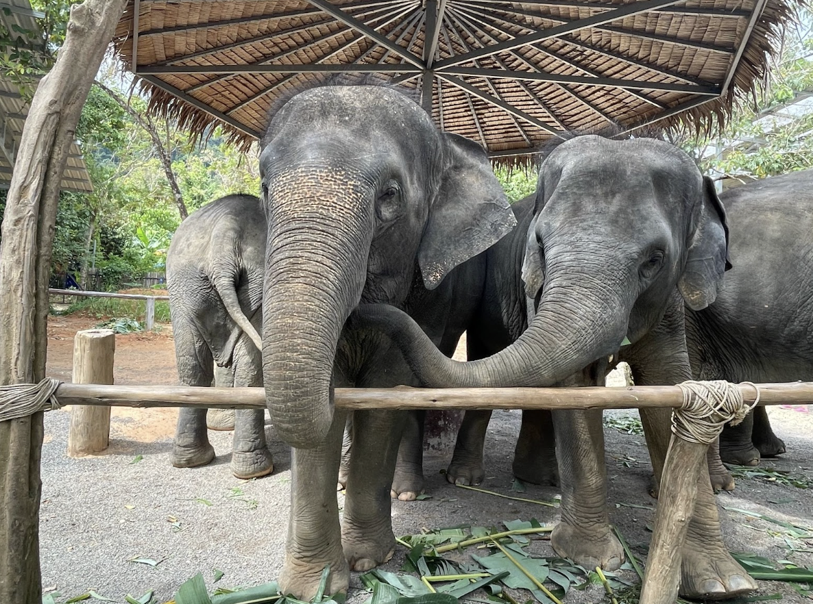 Travel Guide: Trip to Thailand