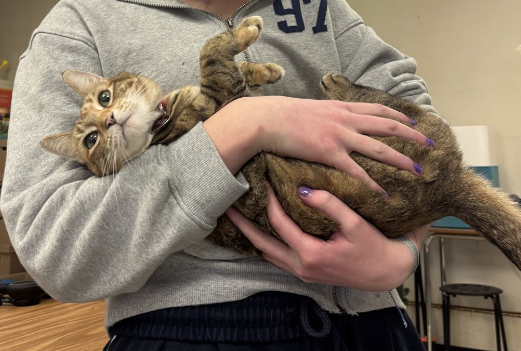 A photo of Jazz