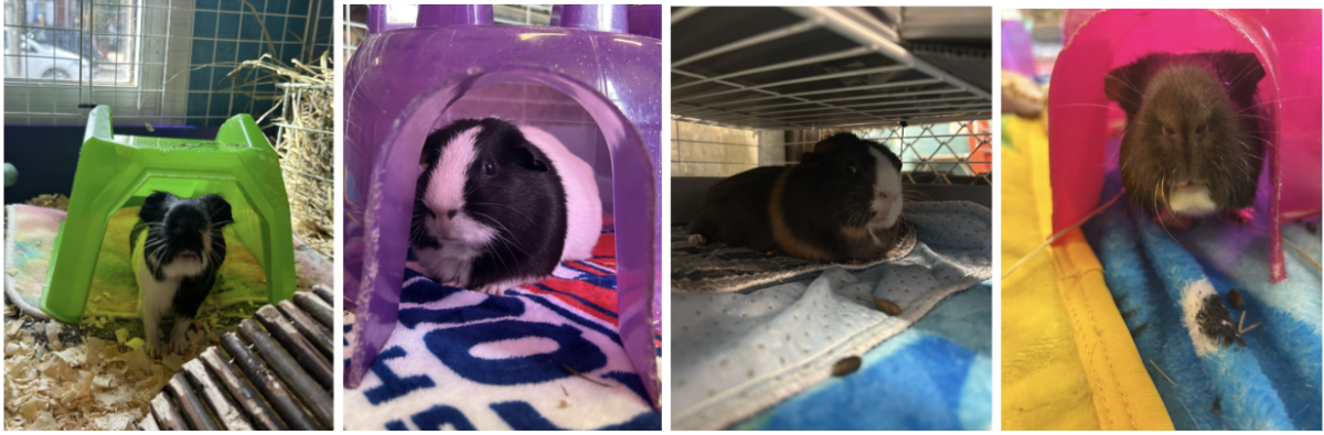 Photo of Oreo, Una, Ruby, and S’mores (left to right) at the animal science lab.