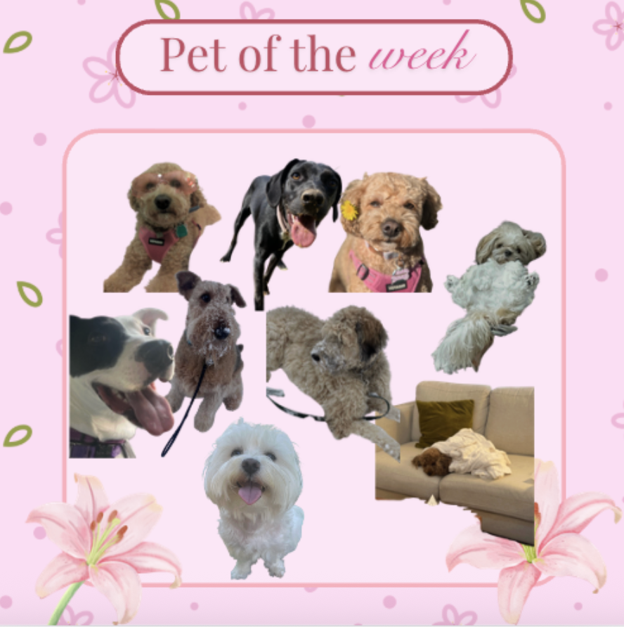 Pet of the Week: Dog Edition