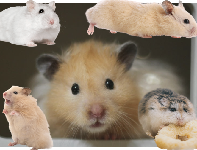 How to Choose Your Hamster