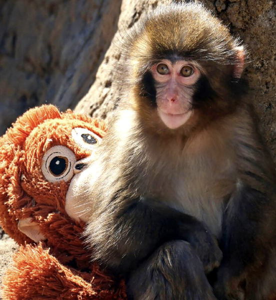 Punch: The Monkey Who's Stealing Hearts