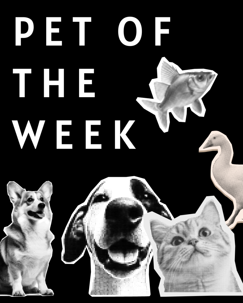 Pet of the Week