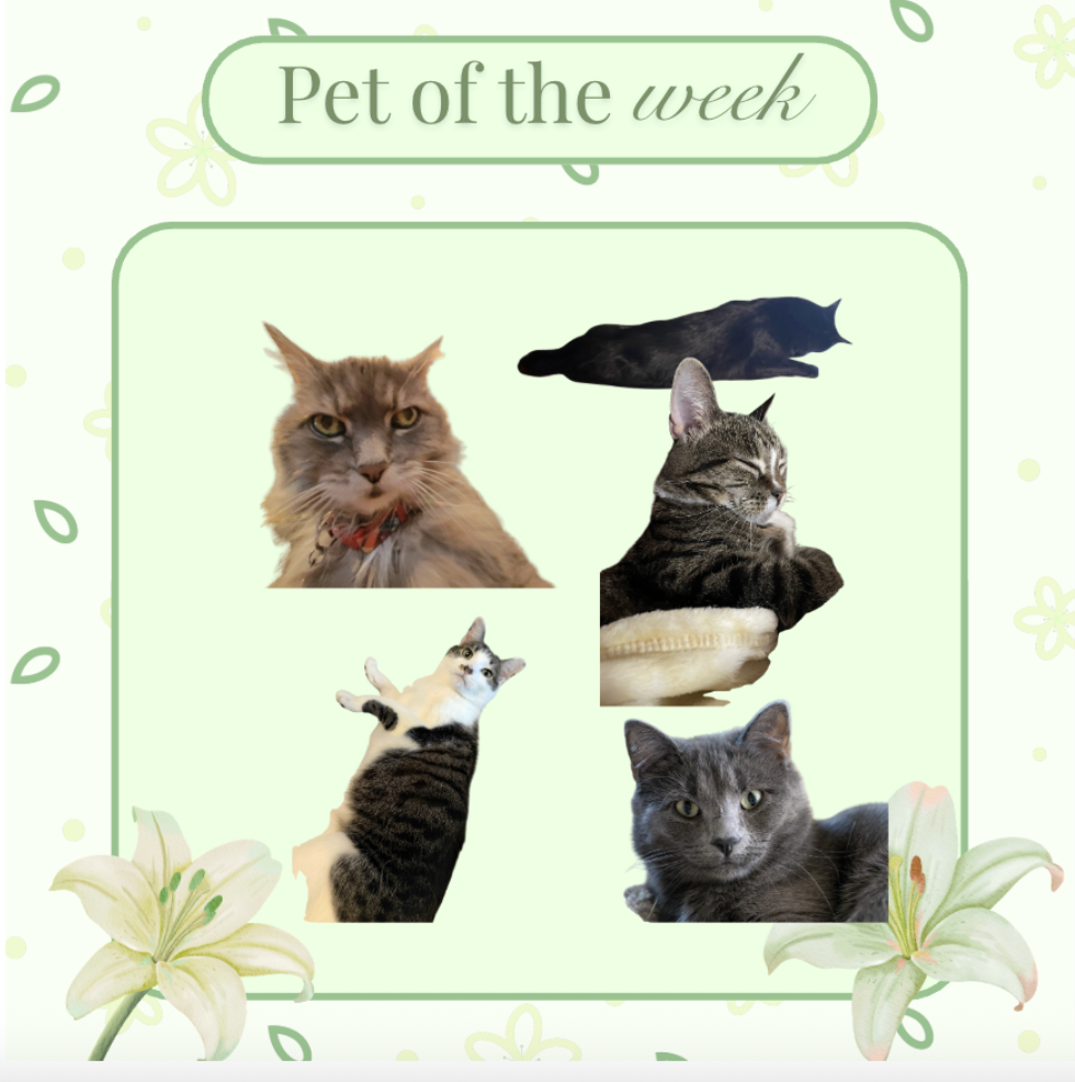 Pet of the Week: Cat Edition