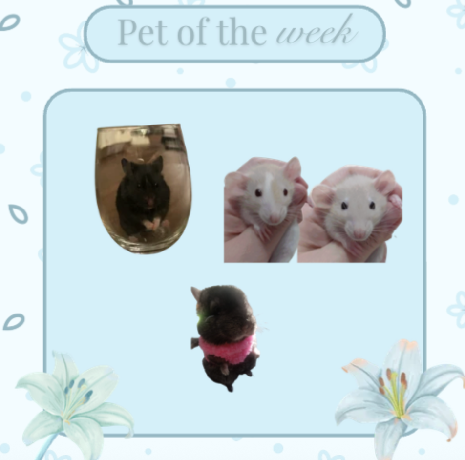 Pet of the Week: Rodent Edition
