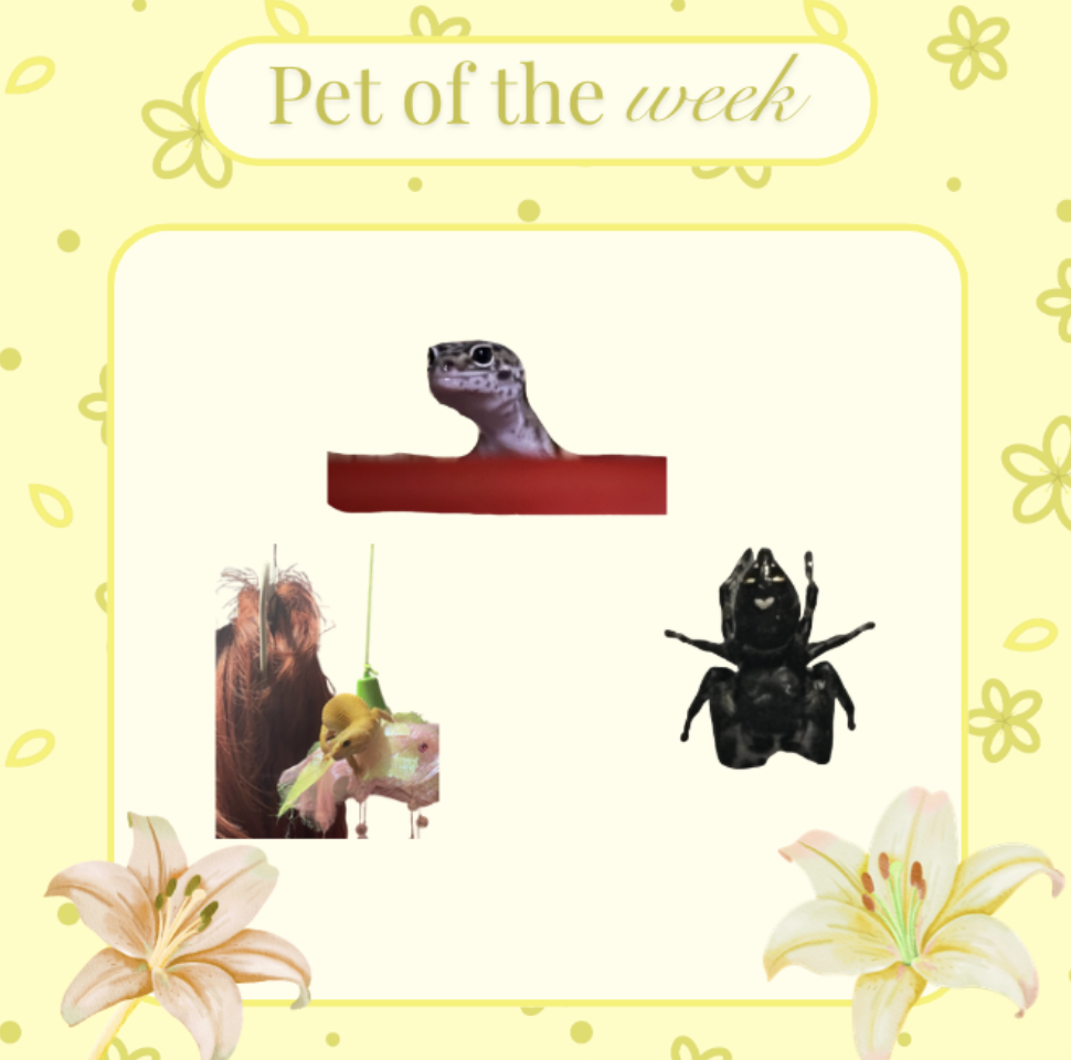 Pet of the Week: Reptiles and Arachnids