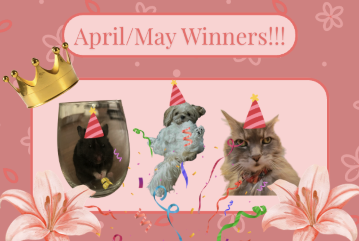 Pet of the Week: Who Let the Bots Out