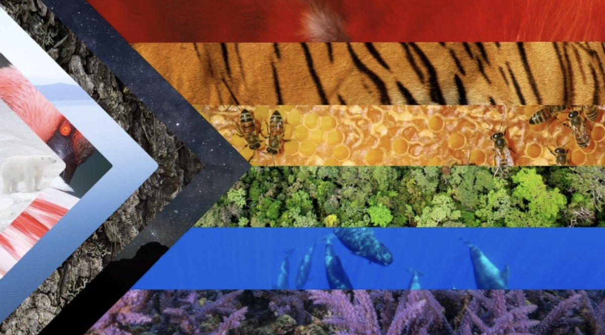 Pride flag made using animals and nature
